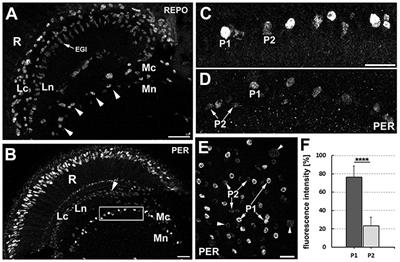 Different Levels of Expression of the Clock Protein PER and the Glial Marker REPO in Ensheathing and Astrocyte-Like Glia of the Distal Medulla of Drosophila Optic Lobe